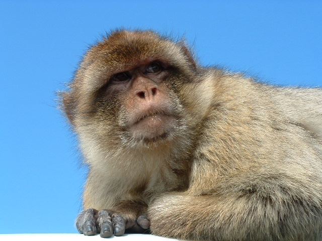  Michalina A
