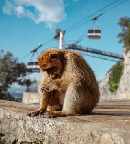 monkey and cabins together portrait